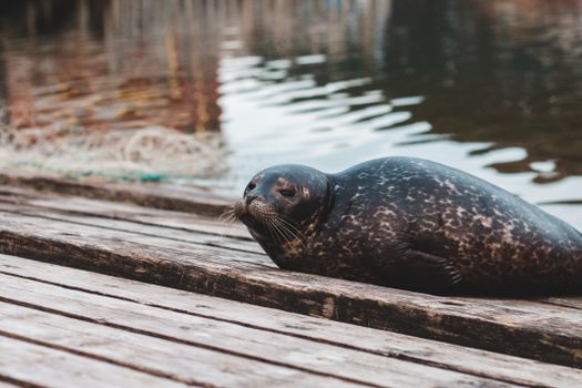 A harbor seal lounging on a wooden dock near water, showcasing its natural habitat and behavior.