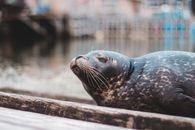 Black Seal on Brown Wooden Plank