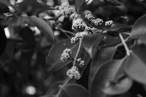 Black and white leaves and white tender flowers blossoming on bird cherry tree in lush spring garden