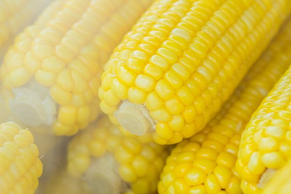 Maize