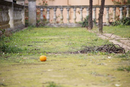 Free stock photo of orange