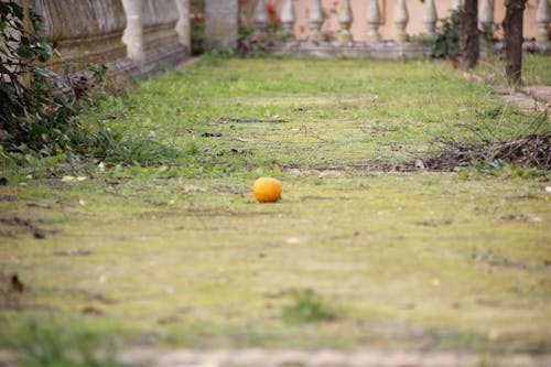 Free stock photo of centro, concentrated, orange