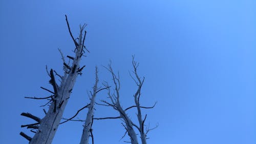 Free stock photo of blue, dead trees, simple