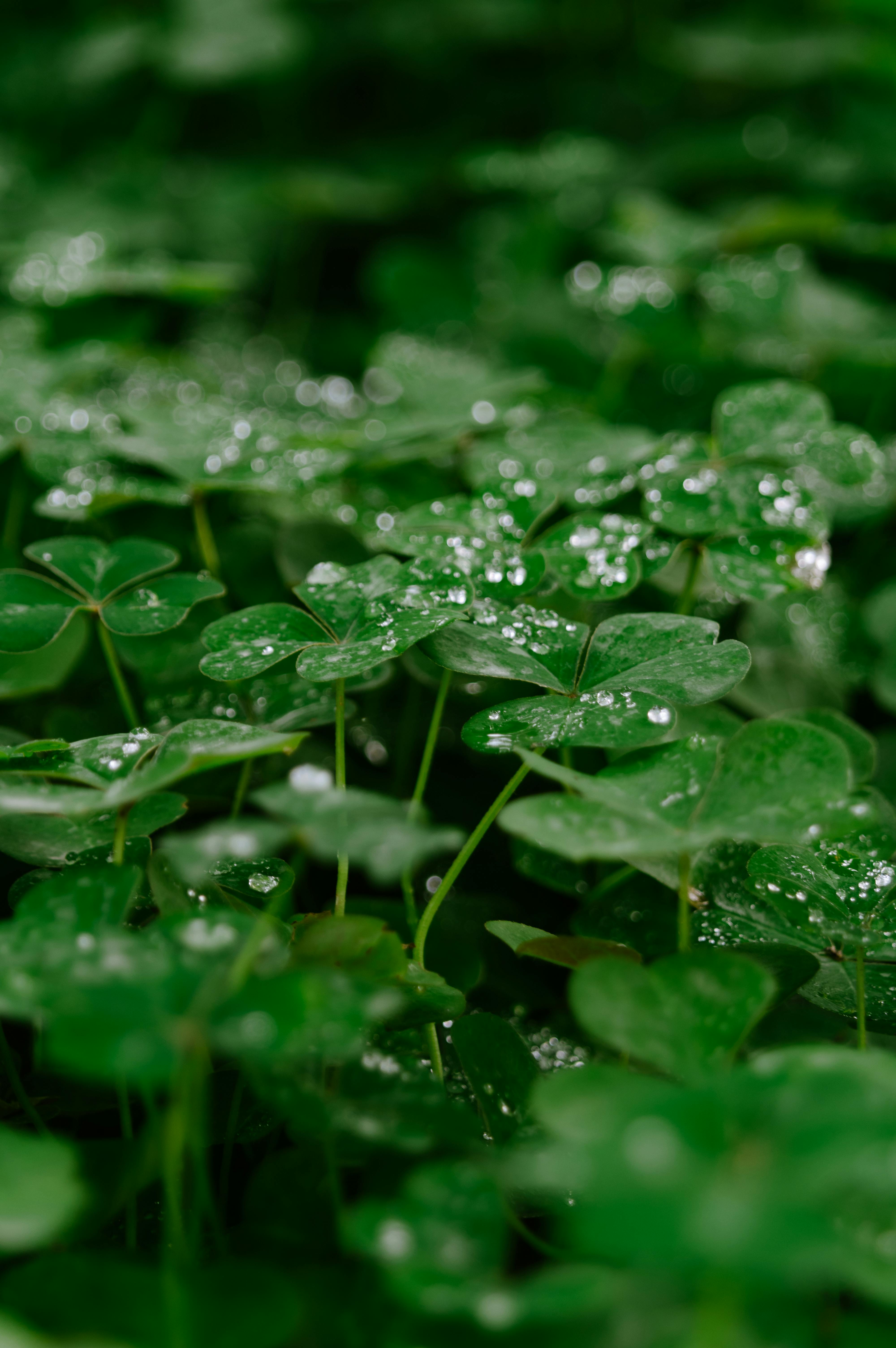 Free stock photo of clover, dew, dewdrop