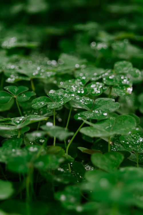 Free stock photo of clover, dew, dewdrop Stock Photo