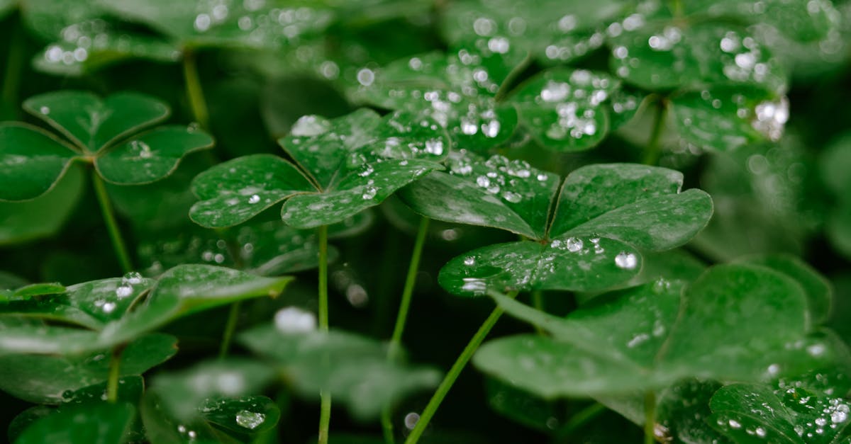 Free stock photo of clover, dew, dewdrop