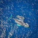Aerial View of Dolphins in Blue Water