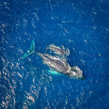 Stunning aerial image of humpback whales swimming in the deep blue ocean waters.
