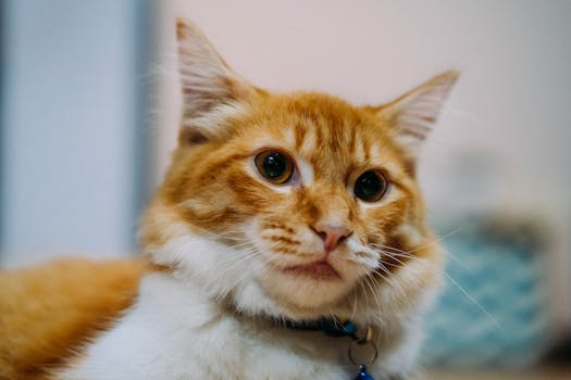 Charming close-up of a ginger tabby cat with fluffy fur and curious eyes.