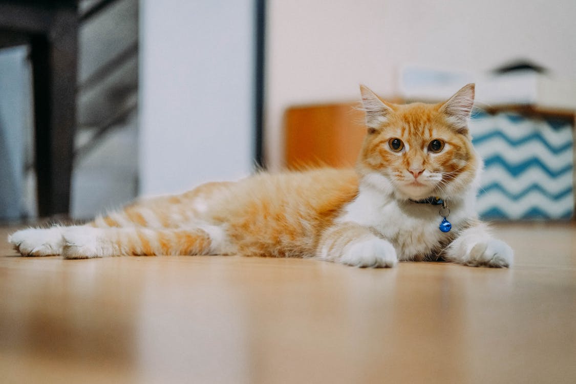 Free An Orange Tabby Cat Lying on the Floor Stock Photo