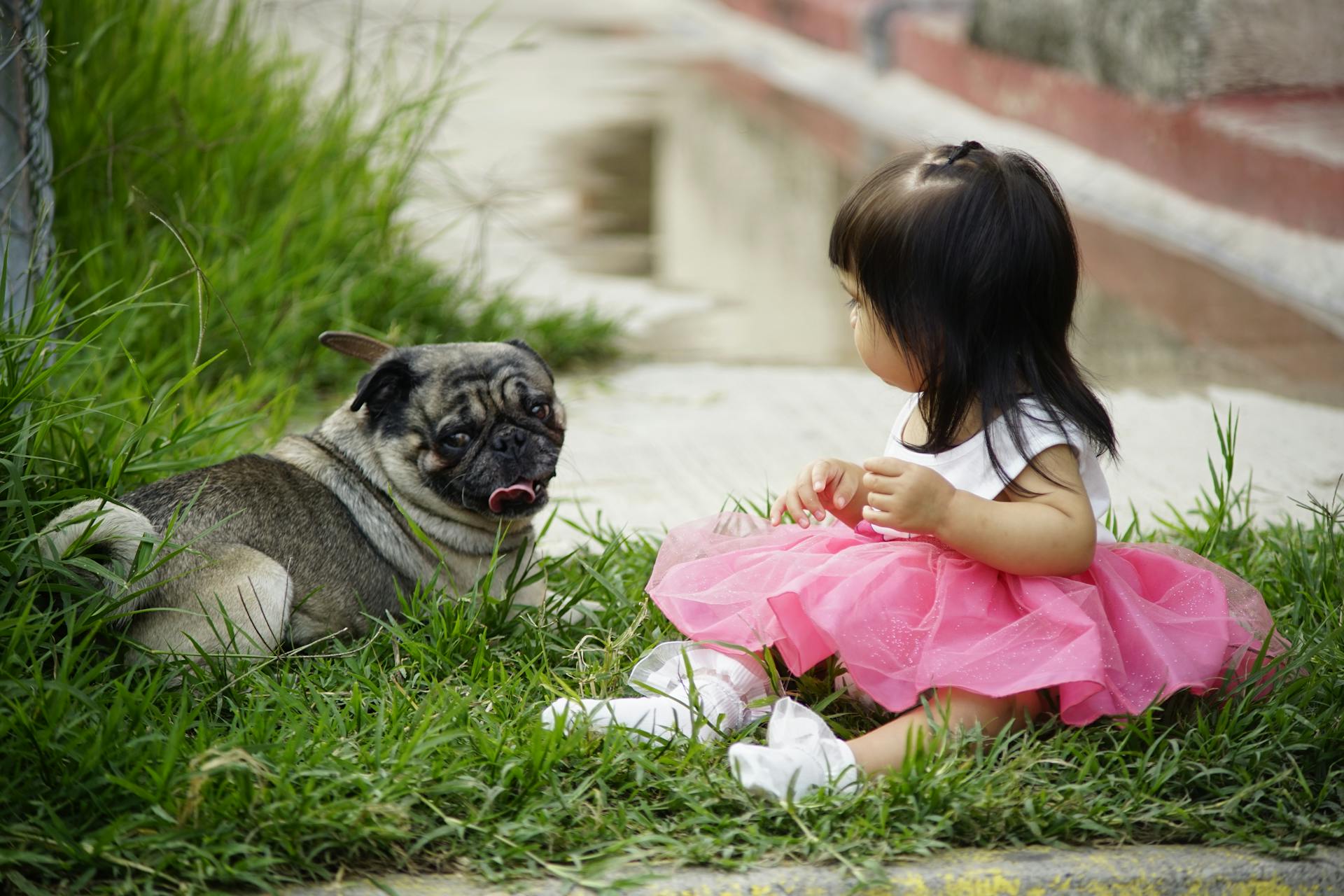 Girl in Pink Dress Sitting on Green Grass Field Beside Black and Gray Pug