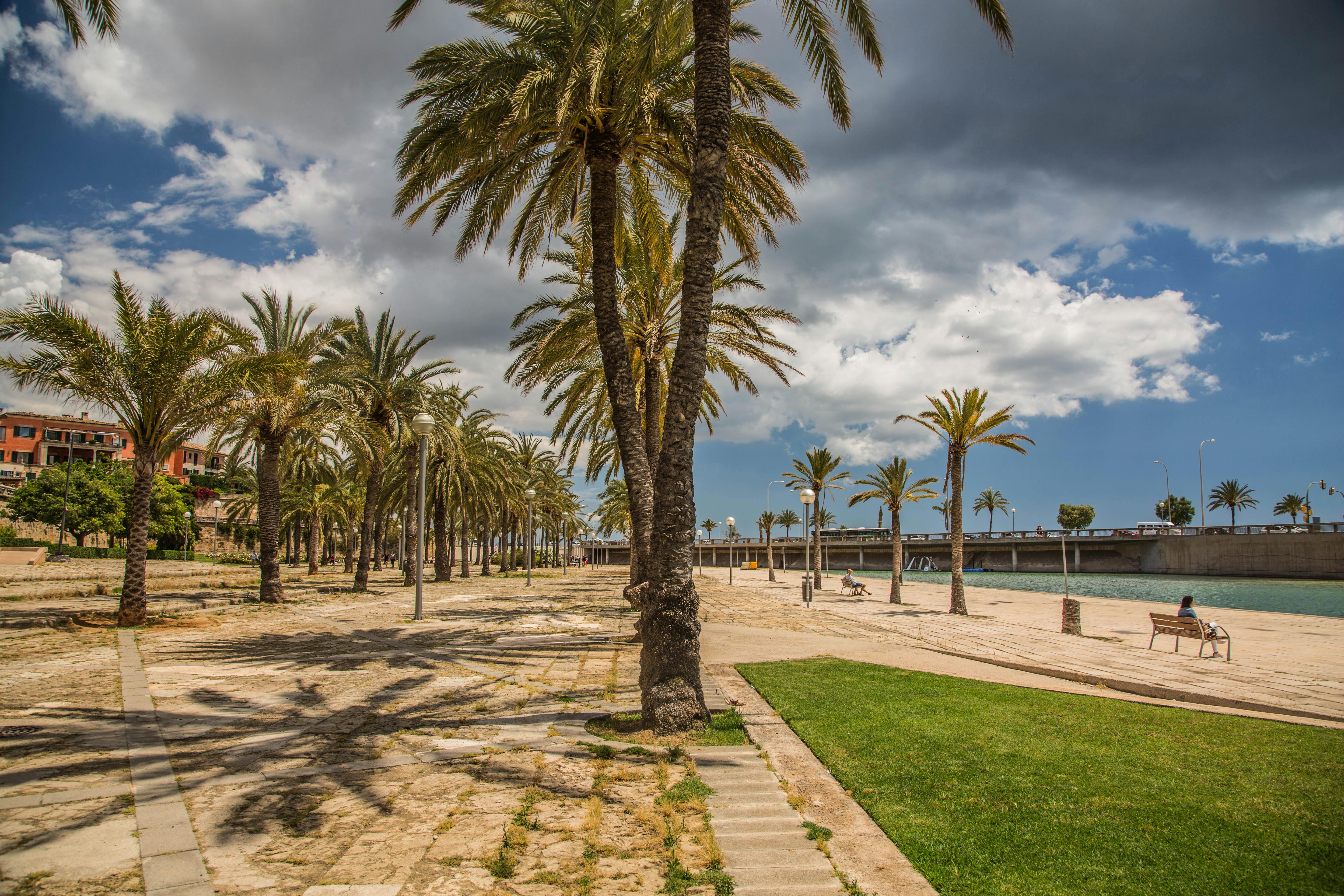 Lush palm trees lining a sunny promenade in Palma de Mallorca under a vibrant blue sky.