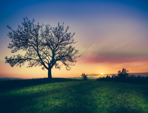 Free Trees and Grass Field Stock Photo
