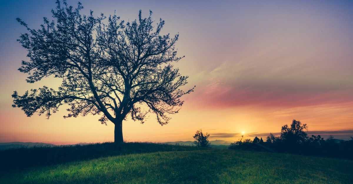 Bomen En Grasveld Gratis Stockfoto bomen-en-grasveld-gratis-stockfoto
