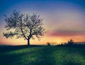 田园诗般的乡村日出宁静，树木映出剪影，天空色调充满活力