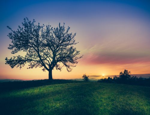 Free Serene sunrise over idyllic countryside with silhouette tree and vibrant sky hues. Stock Photo
