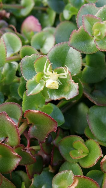 Free stock photo of garden plant, green, spider
