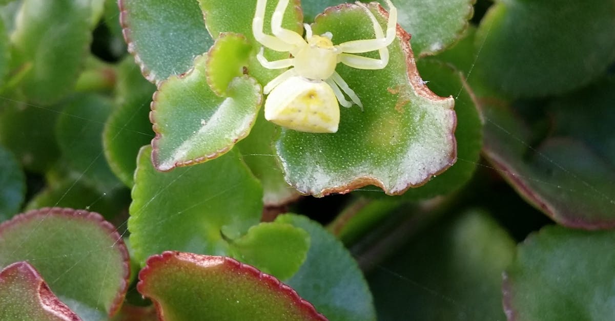 Free stock photo of garden plant, green, spider