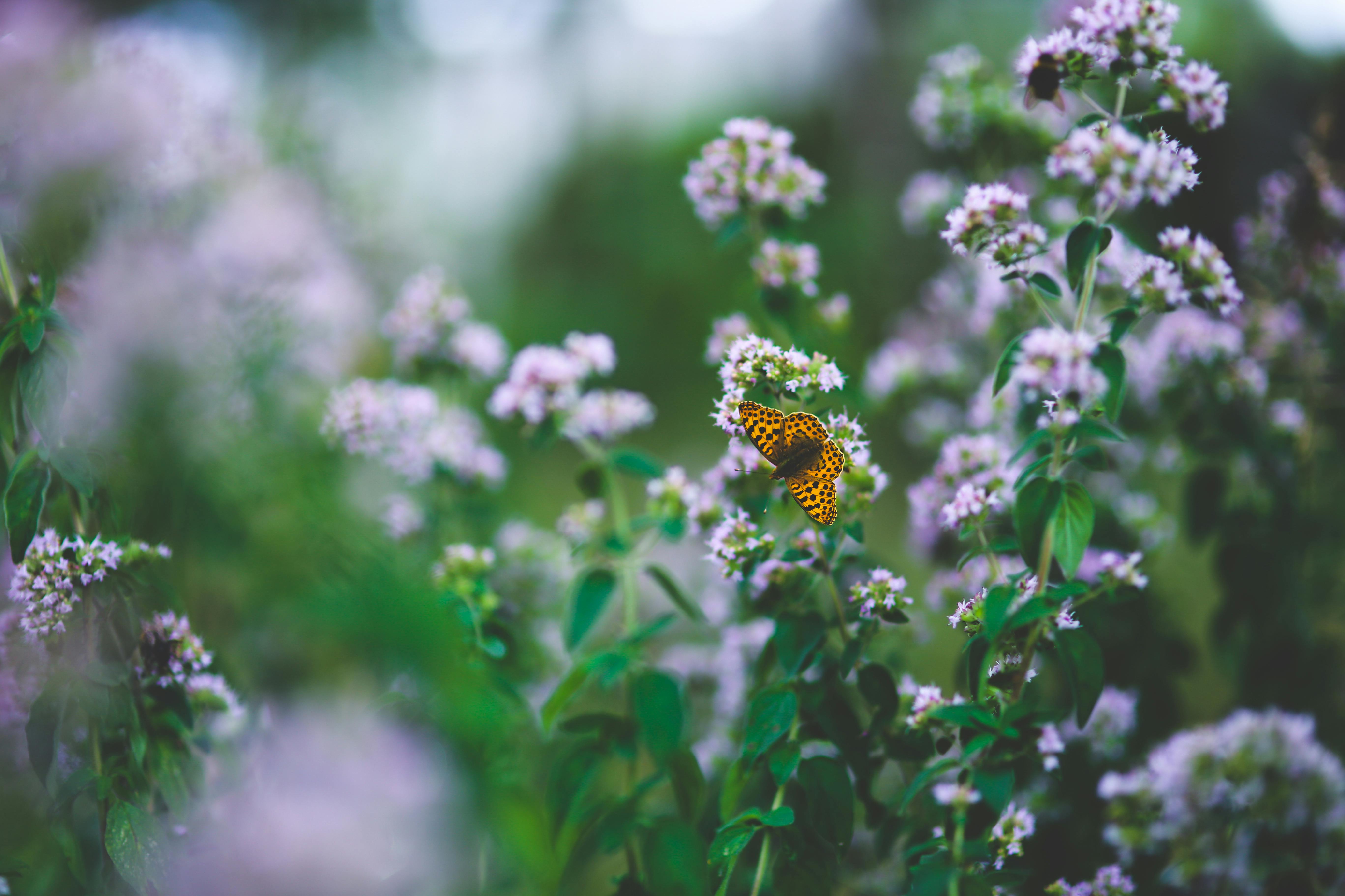 Butterfly on flowers · Free Stock Photo