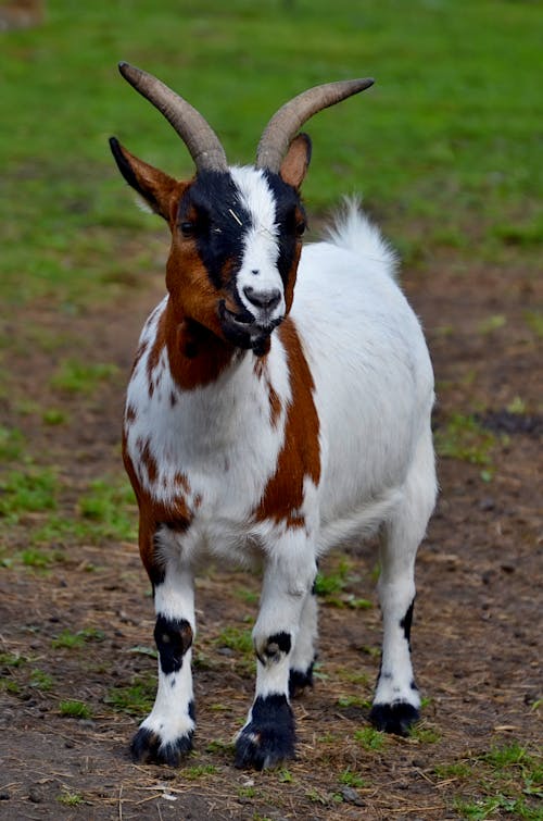 Free A Cute White and Brown Goat on Ground  Stock Photo
