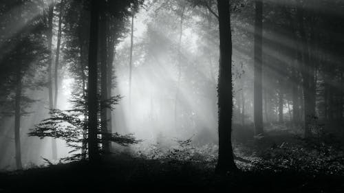 Free Grayscale Photo of Trees in the Forest Stock Photo
