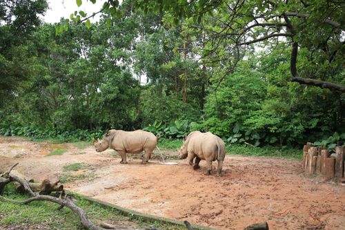 Free White rhinoceroses on dry terrain against lush green trees in zoo on summer day Stock Photo