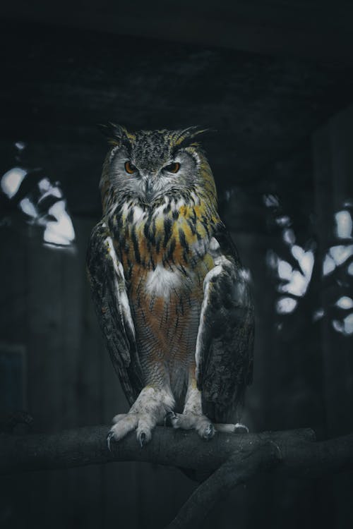 Eagle owl resting on tree twig in night forest