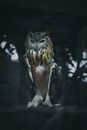 Eagle owl resting on tree twig in night forest