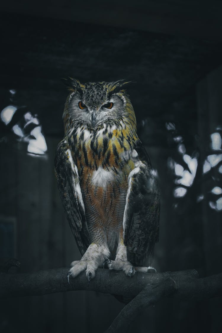 Eagle Owl Resting On Tree Twig In Night Forest