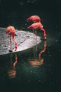 Caribbean flamingos with long necks and pink plumage reflecting in rippled pond while drinking water in zoo