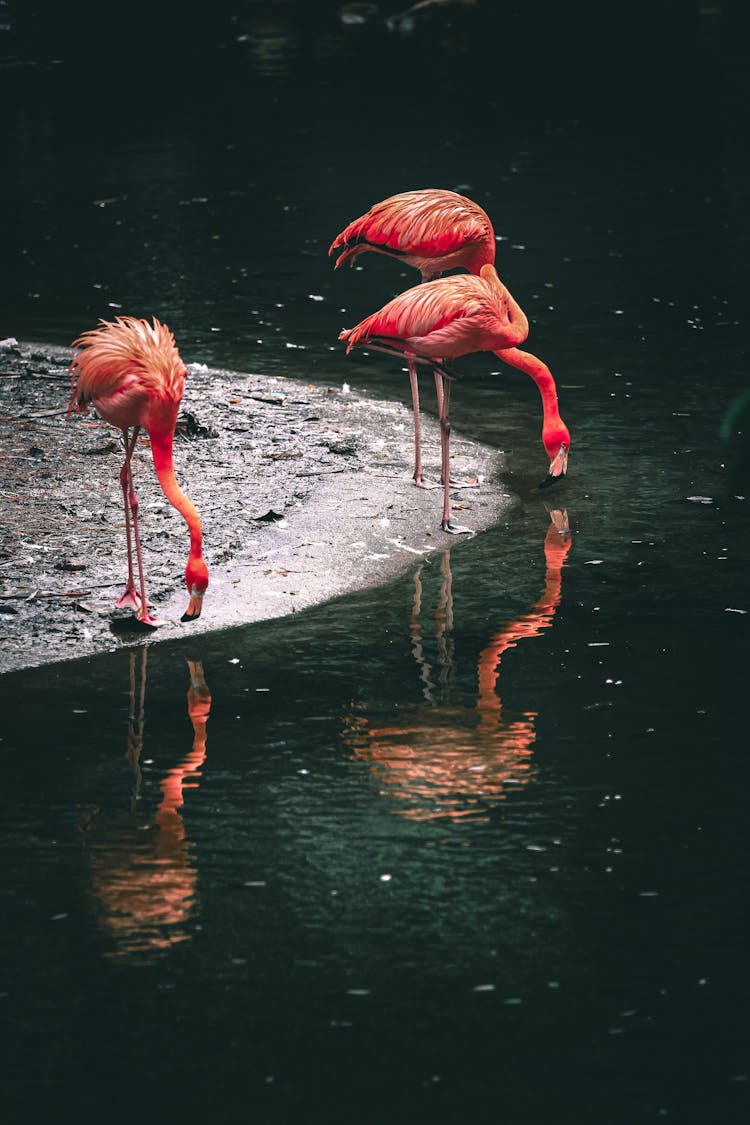 Flamingos Drinking Water From Pond In Zoological Garden