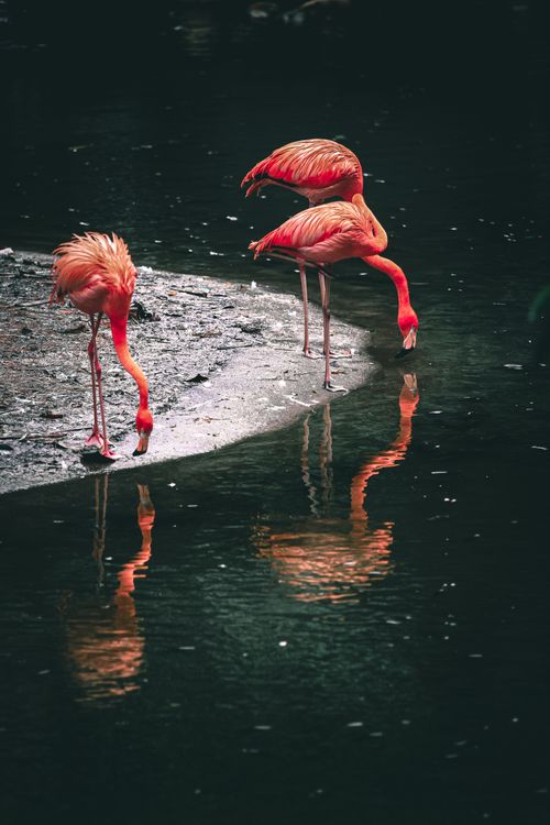 Free Caribbean flamingos with long necks and pink plumage reflecting in rippled pond while drinking water in zoo Stock Photo