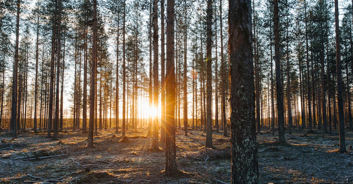 Beautiful sunrise casting rays through tall trees in a tranquil Finnish forest.