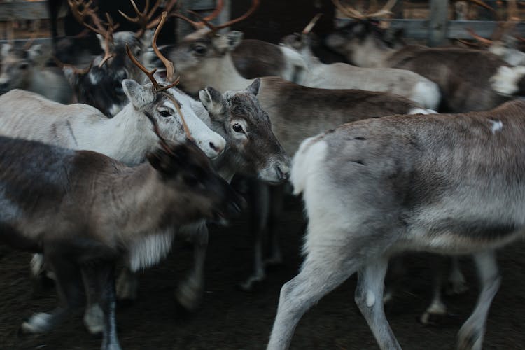 A Herd Of Reindeers Running In A Cage