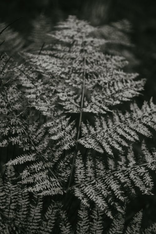 Free A monochrome close-up of a detailed fern leaf showcasing its intricate pattern in natural lighting. Stock Photo