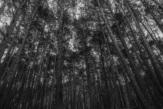 Dramatic low angle shot of towering conifer trees in a monochrome forest setting.