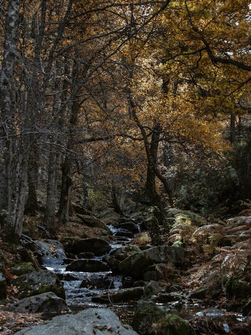 Základová fotografie zdarma na téma skalnatá řeka, skalní útvar, stromy