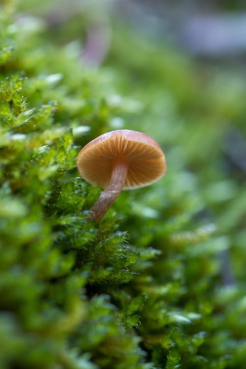 A Little Brown Mushroom Growing on Moss