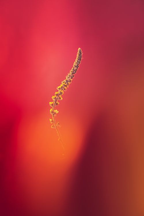 Free A striking abstract image featuring a single delicate flower against a vibrant red and orange background. Stock Photo