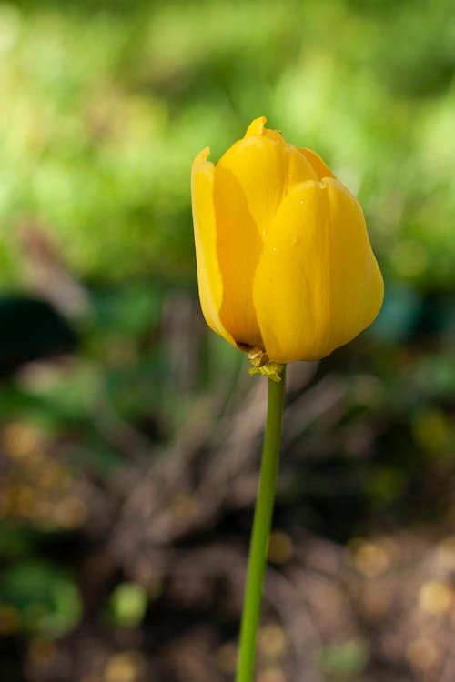 Close-up Shot of a Yellow Tulip