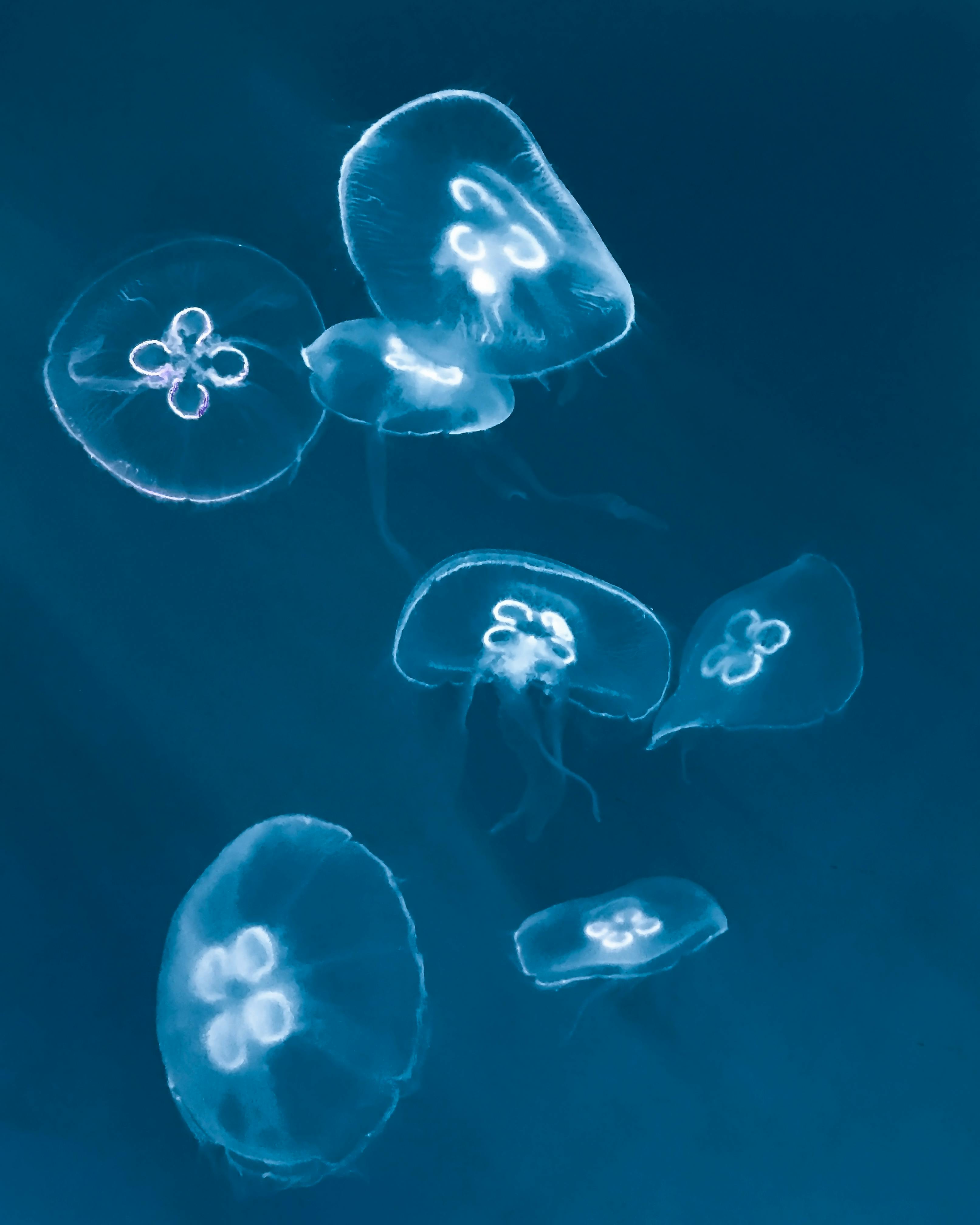 A serene close-up of jellyfish elegantly floating in a blue underwater setting.
