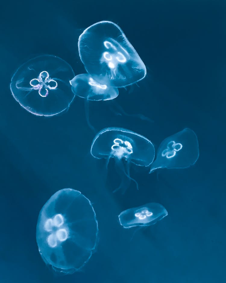 Blue And White Jellyfish In Water