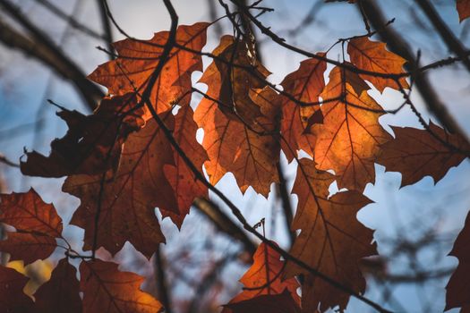 From below of yellow autumnal foliage of tree growing in woods in sunlight