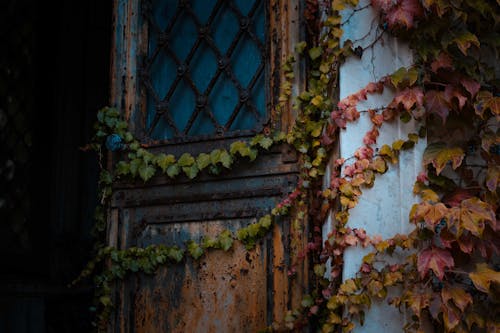 Free Low angle of weathered opened rusty door with metal handle of aged house covered with ivy Stock Photo