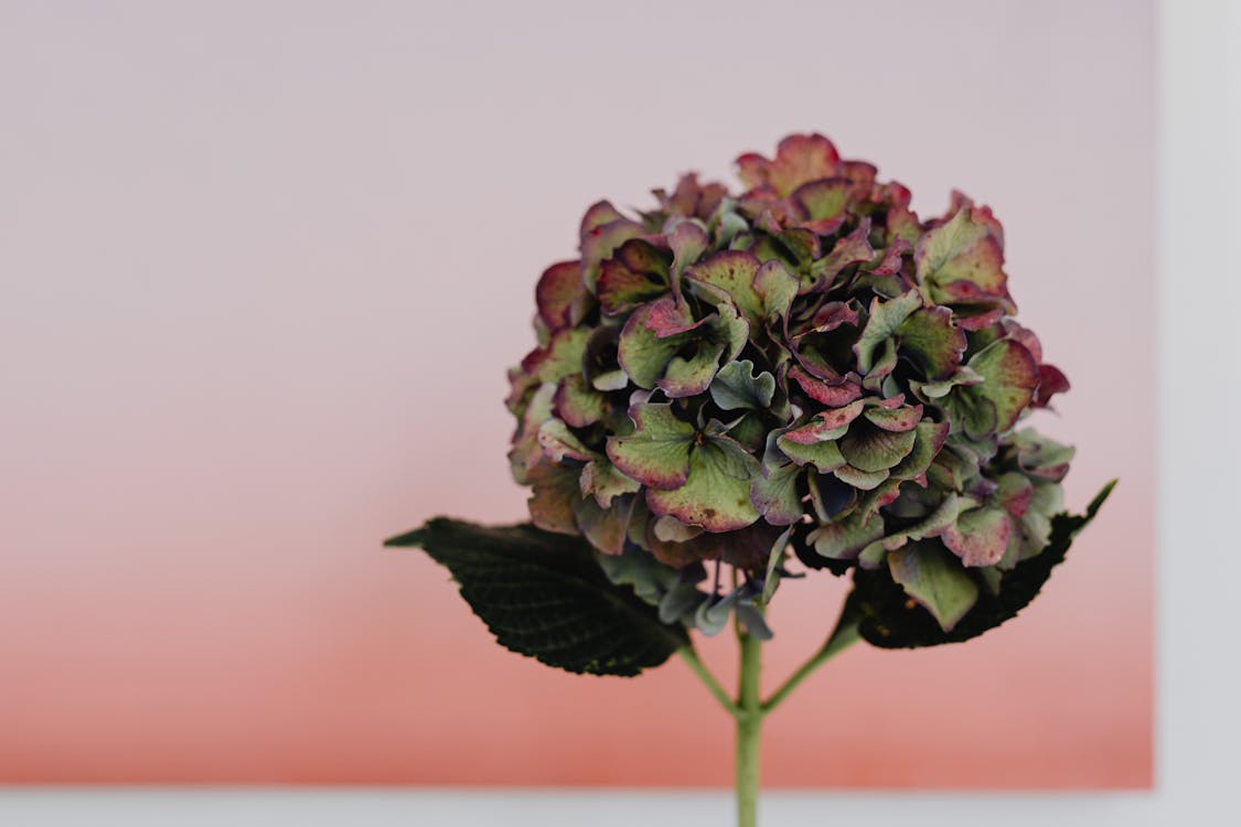 Free Pink and Green Hydrangea Macrophylla Flowers in Close Up Photography Stock Photo