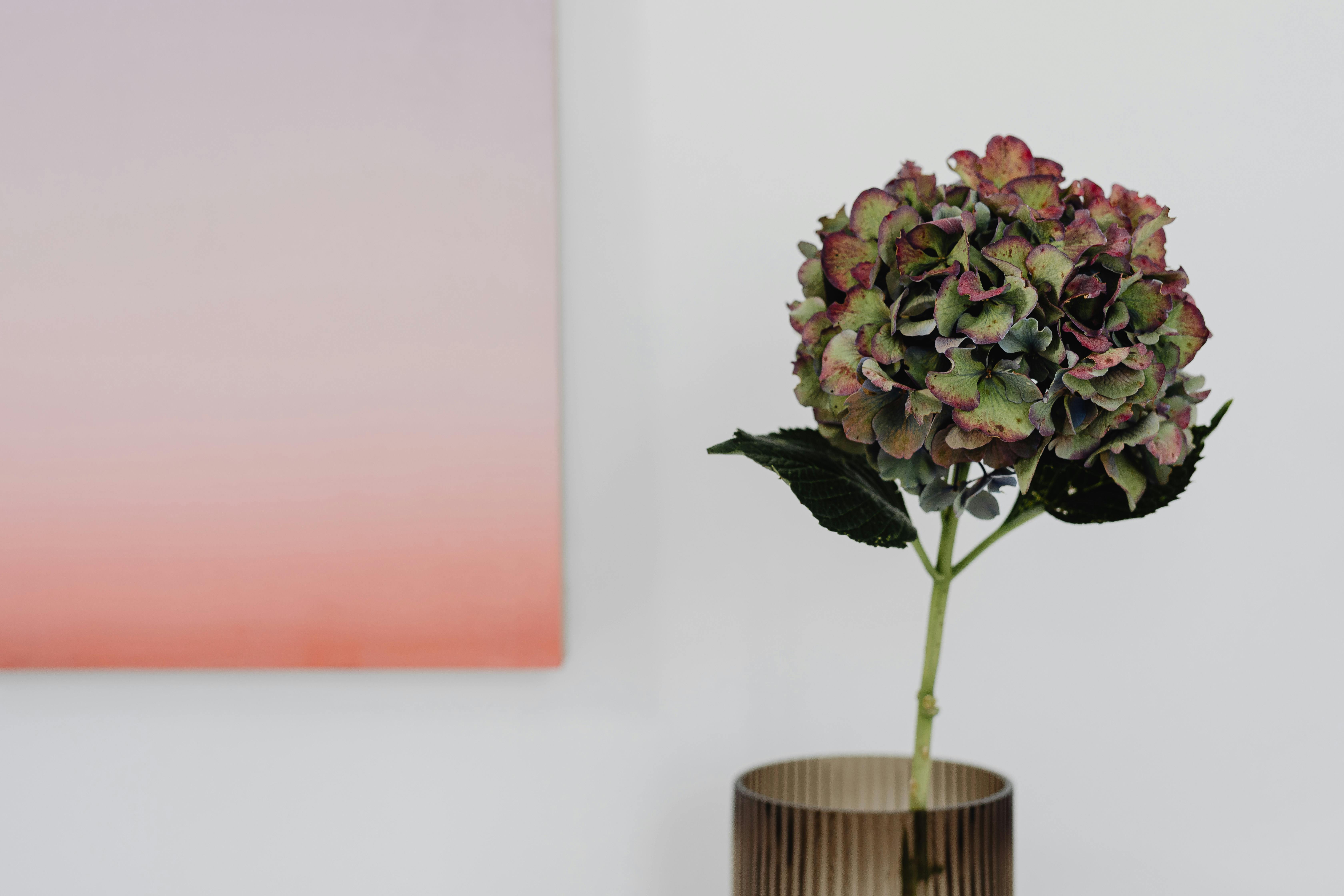 Single green and burgundy hydrangea stem in a textured glass vase with minimalist wall background