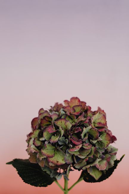 Vibrant hydrangea bloom against soft pink and purple gradient, showcasing natural beauty.