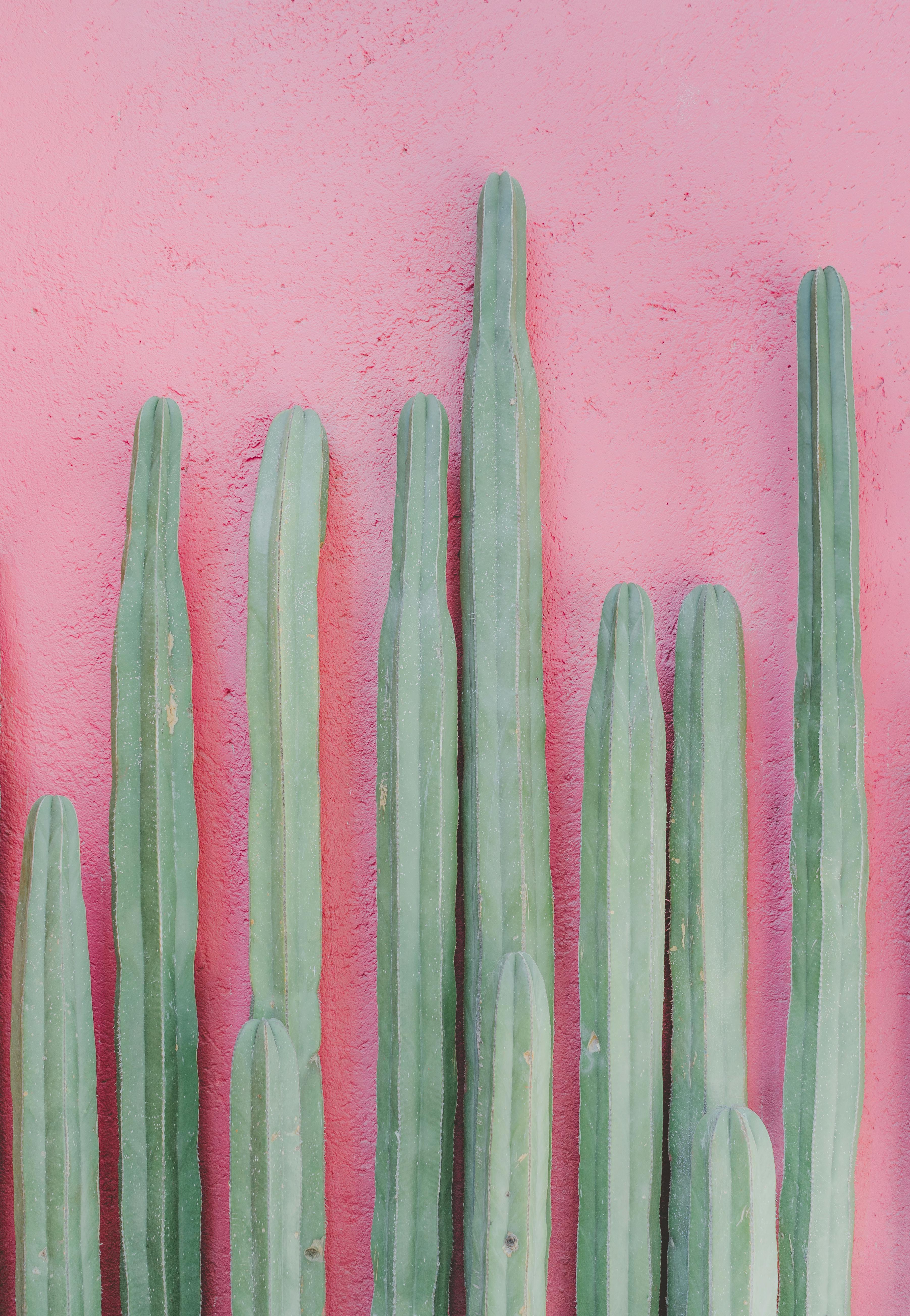 Bunch of similar long green cactus plants placed against bright pink textured wall