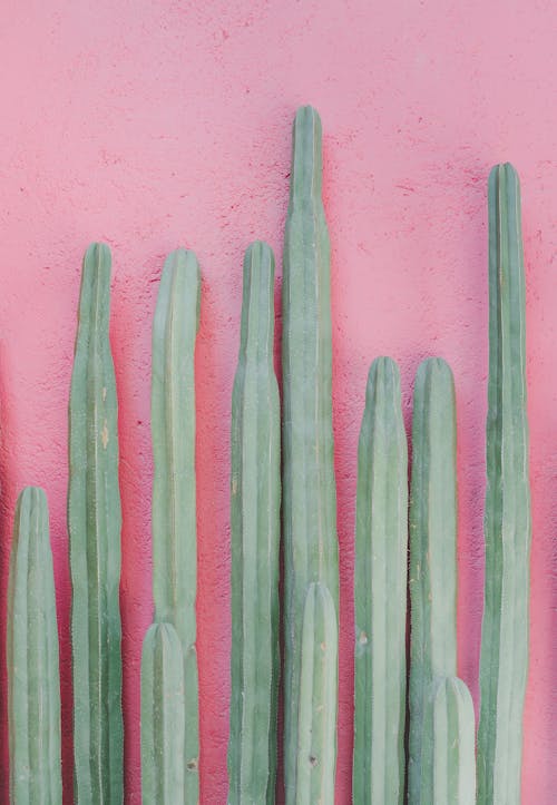 Long green cacti on pink background