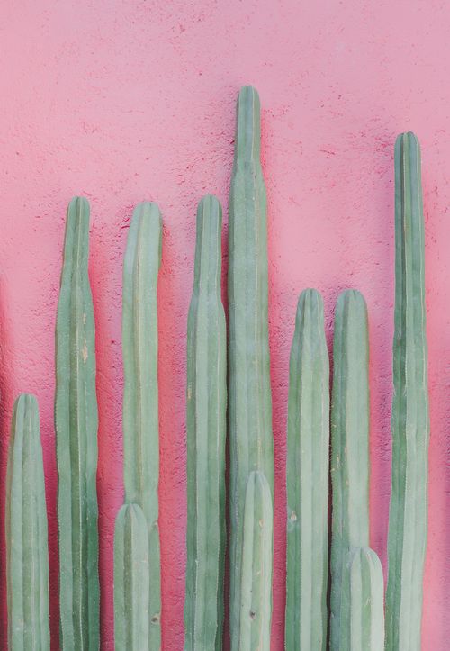 Free Bunch of similar long green cactus plants placed against bright pink textured wall Stock Photo
